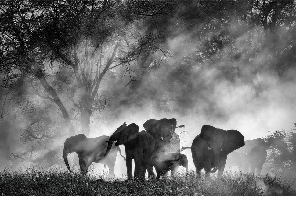 پس زمینه Ghost Elephants